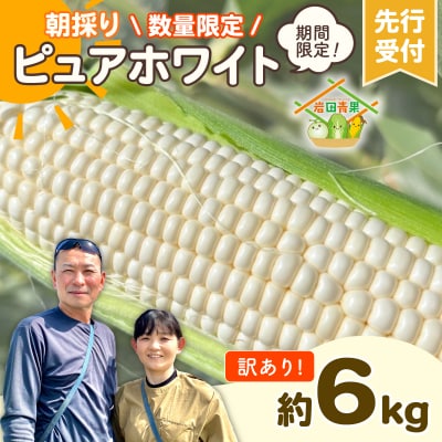2026年6月下旬以降発送 訳あり 朝採り とうもろこし ピュアホワイト 約6kg 先行受付
