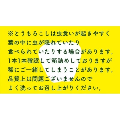 2026年6月下旬以降発送 訳あり 朝採り とうもろこし ピュアホワイト 約6kg 先行受付