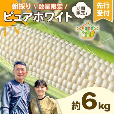 2026年6月下旬以降発送 朝採りとうもろこし ピュアホワイト 約6kg [AX028yas]