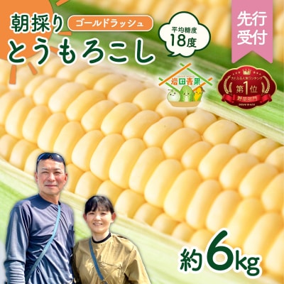 2026年6月中旬以降発送 朝採り とうもろこし ゴールドラッシュ 約6kg (約13～15本入)