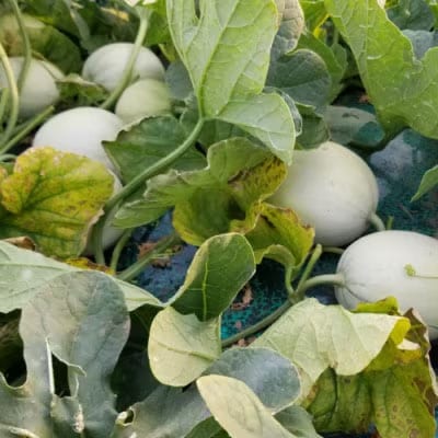 【先行受付】5月下旬以降発送 プリンスメロン (7～8玉入り) 1箱 約5kg [AX020ya]