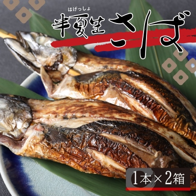 名水の里越前大野の「半夏生さば」1本×2箱
