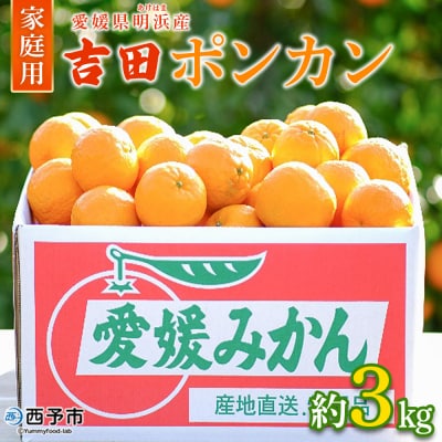 【先行予約】<愛媛県明浜産 天晴ポンカン(吉田ポンカン) 3kg>　ぽんかん　柑橘　西予市　フルーツ