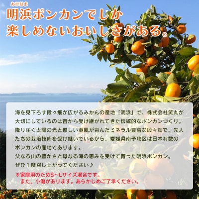 【先行予約】<愛媛県明浜産 天晴ポンカン(吉田ポンカン) 3kg>　ぽんかん　柑橘　西予市　フルーツ
