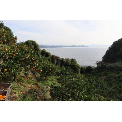 愛媛県西予市産　温州みかん (南柑20号)　家庭用5kg