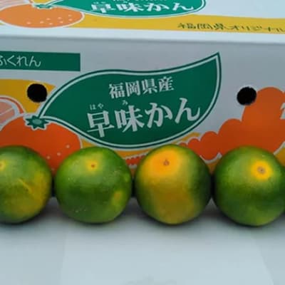 福岡限定!オリジナルブランドみかん「早味かん」約2kg(須恵町)
