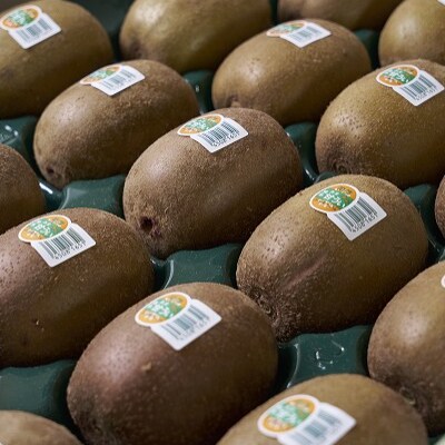 福岡限定!ブランドキウイ「甘うぃ(あまうぃ)」約1.5kg箱(12-15玉)(須恵町)
