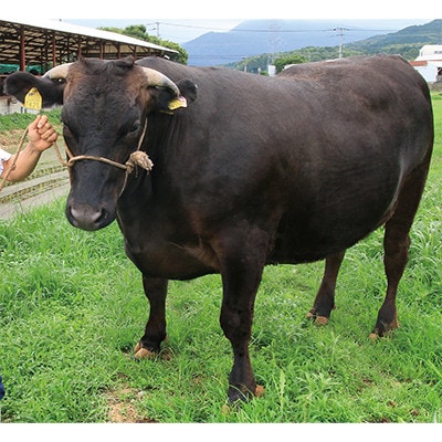 【2ヵ月毎定期便】博多和牛ヒレステーキ　200g×5枚　(須恵町)全6回