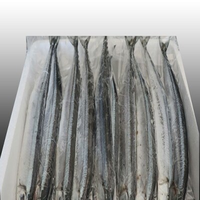 【12/31決済分まで1月配送】【北海道根室産】冷凍さんま40尾 C-36002