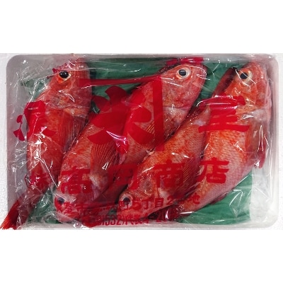 【12/31決済分まで1月配送】【北海道根室産】鮮キチジ(めんめ、キンキ) D-52001