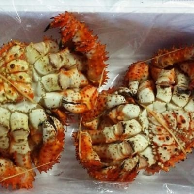 【12/31決済分まで1月配送】【北海道根室産】花咲ガニ2尾(チルド便) A-57025