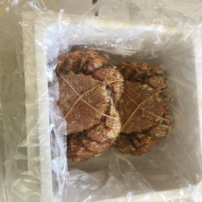 【12/31決済分まで1月配送】【北海道根室産】ボイル毛蟹400g～480g×2尾 B-27010