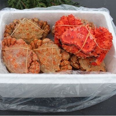 【12/31決済分まで1月配送】★クリガニ8～9尾(計2kg前後)、花咲ガニ1尾 A-57045