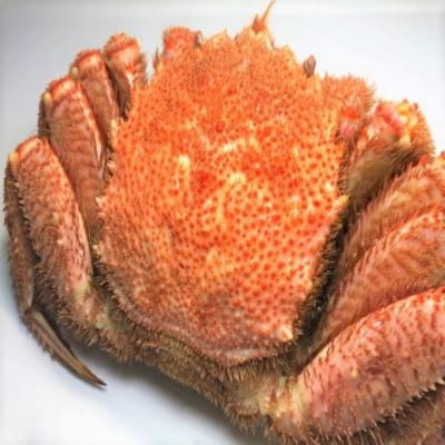 【12/31決済分まで1月配送】毛がに550～750g×1尾 C-60012