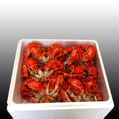 【12/31決済分まで1月配送】【北海道根室産】花咲かに500～650g×6尾 D-70046