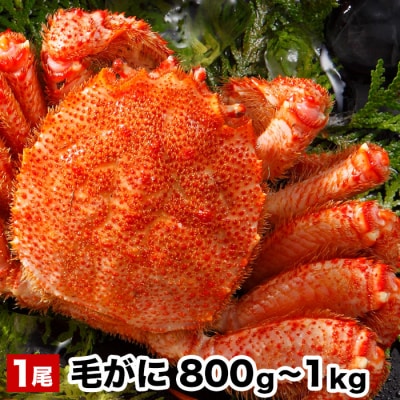 【12/31決済分まで1月配送】毛がに800g～1kg×1尾 B-48016