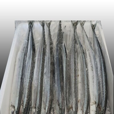 【12/31決済分まで1月配送】【北海道根室産】冷凍さんま20尾入り A-36003