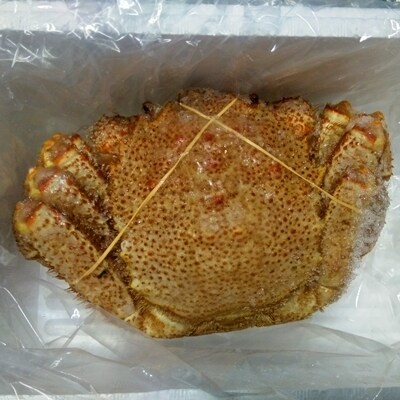 【12/31決済分まで1月配送】【北海道根室産】毛がに450～500g×1尾 B-57025