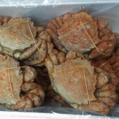 【12/31決済分まで1月配送】【北海道根室産】クリガニ12尾(計3.6kg前後) D-57030