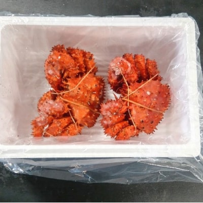 【12/31決済分まで1月配送】【北海道根室産】花咲ガニ350g×2尾 B-57028