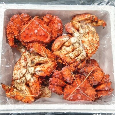 【12/31決済分まで1月配送】【北海道根室産】花咲ガニ8尾(計3.2kg前後) C-57053