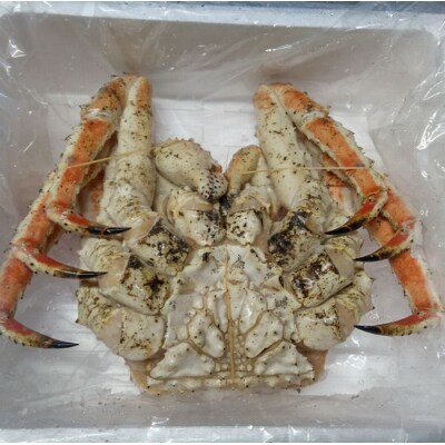 【12/31決済分まで1月配送】本タラバガニ2.3kg前後×1尾 E-57006