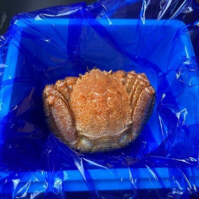 【12/31決済分まで1月配送】毛がに800g前後×1尾 C-21009