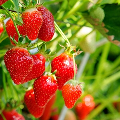 いちご「やよい姫」4パック「日本農業賞」大賞受賞の農園が生産