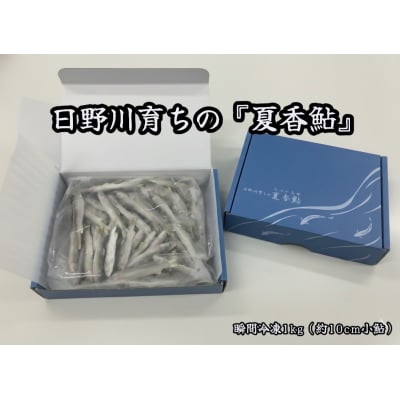 日野川育ちの「夏香鮎」瞬間冷凍1kg(約10cm小鮎)
