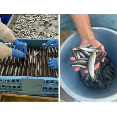 日野川育ちの「夏香鮎」瞬間冷凍1kg(約10cm小鮎)