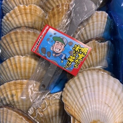 【12/31決済分まで1月中配送】 ★活ホタテ貝20枚(計3.5kg～4kg) B-45016