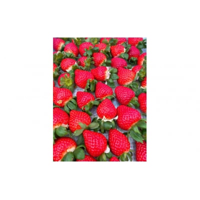 【数量限定】埼玉県限定いちご「あまりん」 1ホール