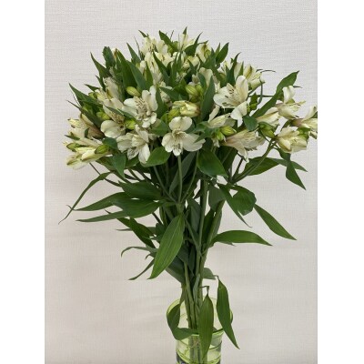 アルストロメリア 1束 ( 10本 入り ) 〔 ホワイト系 〕 花 生花