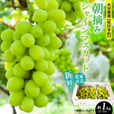 【先行受付】農家直送!新鮮!朝づみシャインマスカット約1kg令和8年産_2537R-1