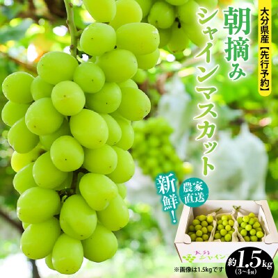 【先行受付】農家直送!新鮮!朝づみシャインマスカット約1.5kg令和8年産_2537R-2