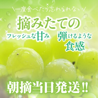 【先行受付】農家直送!新鮮!朝づみシャインマスカット約1.5kg令和8年産_2537R-2