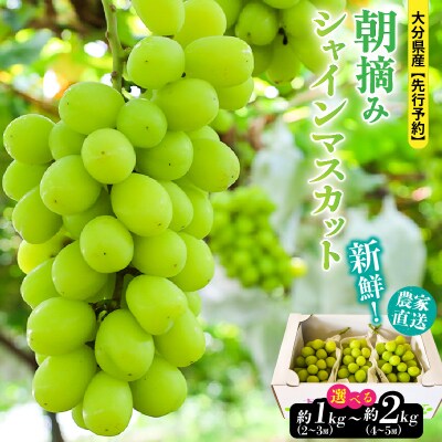 【先行受付】農家直送!新鮮!朝づみシャインマスカット約2kg令和8年産_2537R-3