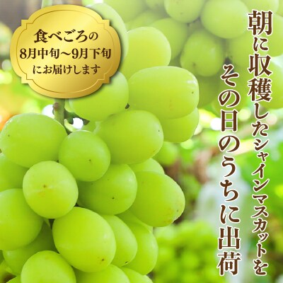 【先行受付】農家直送!新鮮!朝づみシャインマスカット約2kg令和8年産_2537R-3