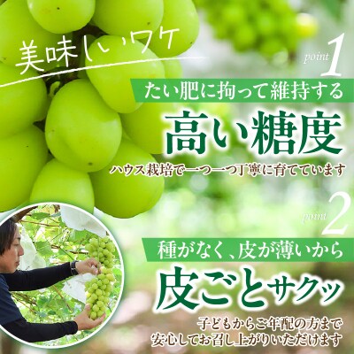 【先行受付】農家直送!新鮮!朝づみシャインマスカット約2kg令和8年産_2537R-3