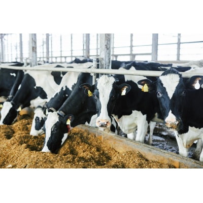 HiO ICE CREAM　美瑛シングルオリジンミルク　8個