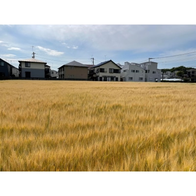 世田谷SHIBARIN BEER クラフトビール 6本セット(世田谷みやげ)