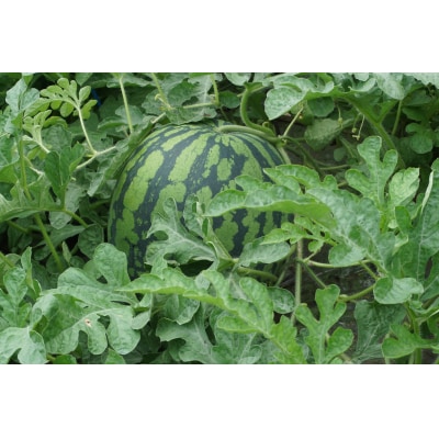 【2026年発送】伊佐沢フルーツ倶楽部の小玉すいか2玉_H098(R8)