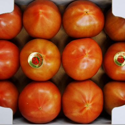 【2026年発送】長井が誇る桃太郎系ブランドトマト「寺泉トマト」約4kg(2kg×2箱)_H101
