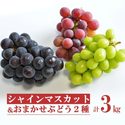 【2026年発送】安部ぶどう園のシャインマスカットとおまかせぶどう2種詰合せ約3kg_H220