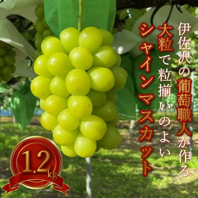 【2026年発送】長井市伊佐沢のぶどう職人が作るシャインマスカット約1.2kg(2房)_H203