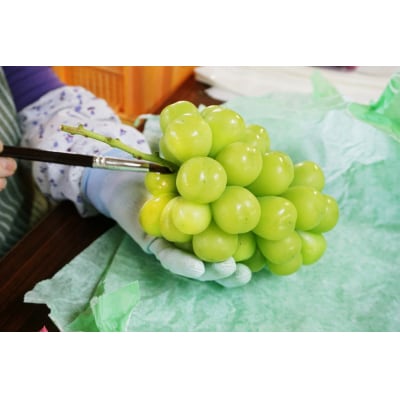 【2026年発送】長井市伊佐沢のぶどう職人が作るシャインマスカット約1.2kg(2房)_H203