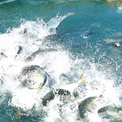 数量限定 宗像産天然ブリ使用ブリ大根(2パック)【道の駅】_HA0769