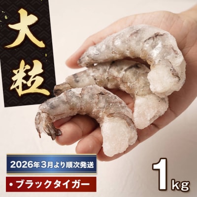 至福の大粒むきえび　背ワタ処理済 1kg【2026年3月より順次発送】　ao10016