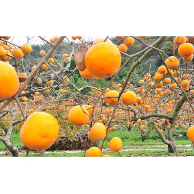 【2026年発送分】八頭町特産 花御所柿