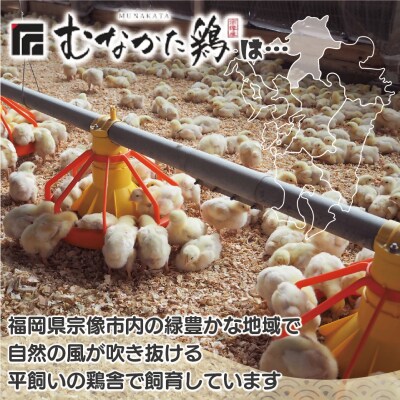 宗像産ブランド鶏【むなかた鶏】モモ肉6kg(平飼い)【JAほたるの里】_HA1415